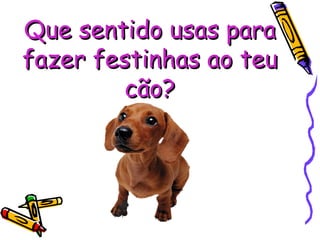 Que sentido usas para fazer festinhas ao teu cão? 