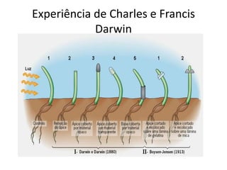 Experiência de Charles e Francis
Darwin
 