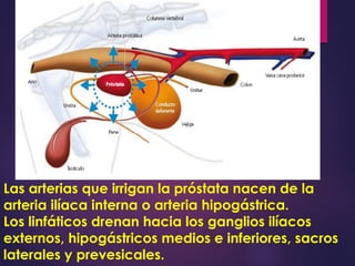 aPRÓSTATA norma.pptxddfggffddfhhhhhhfsssss | PPTX