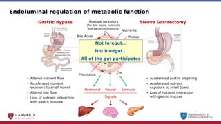 MASSACHUSETTS
GENERAL HOSPITAL
Endoluminal regulation of metabolic function
NH2
COOH
Gastric Bypass Sleeve Gastrectomy
Hormonal Neural Immune
Bile Acids
Nutrients
Microbiota
Mucosal receptors
(for bile acids, nutrients
and bacterial products)
Mucus
• Altered nutrient flow
• Accelerated nutrient
exposure to small bowel
• Altered bile flow
• Loss of nutrient interaction
with gastric mucosa
SCFA
Metabolites
Signals
• Accelerated gastric emptying
• Accelerated nutrient
exposure to small bowel
• Loss of nutrient interaction
with gastric mucosa
Not foregut…
Not hindgut…
All of the gut participates
 
