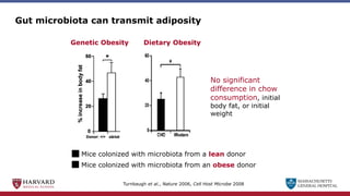 MASSACHUSETTS
GENERAL HOSPITAL
Mice colonized with microbiota from a lean donor
Mice colonized with microbiota from an obese donor
No significant
difference in chow
consumption, initial
body fat, or initial
weight
Genetic Obesity Dietary Obesity
Turnbaugh et al., Nature 2006, Cell Host Microbe 2008
Gut microbiota can transmit adiposity
 