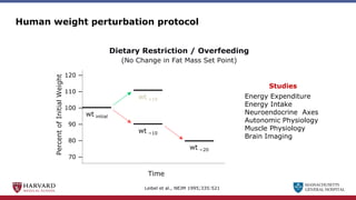 MASSACHUSETTS
GENERAL HOSPITAL
Human weight perturbation protocol
Leibel et al., NEJM 1995;335:521
Percent
of
Initial
Weight
Time
120 −
110 −
100 −
90 −
80 −
70 −
wt initial
wt −10
wt −20
wt +10
Studies
Energy Expenditure
Energy Intake
Neuroendocrine Axes
Autonomic Physiology
Muscle Physiology
Brain Imaging
Dietary Restriction / Overfeeding
(No Change in Fat Mass Set Point)
 