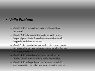 • Vello Pubiano
– Grado 1: Prepuberal, no existe vello de tipo
terminal.
– Grado 2: Existe crecimiento de un vello suave,
largo, pigmentado, liso o levemente rizado a lo
largo de los labios mayores.
– Grado3: Se caracteriza por vello más oscuro, más
áspero y rizado, que se extiende sobre el pubis en
forma poco densa.
– Grado 4: El vello tiene las características del
adulto pero sin extenderse hacia los muslos.
– Grado 5: El vello pubiano es de carácter adulto
con extensión hacia la cara interna de los muslos.
 