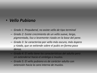 • Vello Pubiano
– Grado 1: Prepuberal, no existe vello de tipo terminal
– Grado 2: Existe crecimiento de un vello suave, largo,
pigmentado, liso o levemente rizado en la base del pene.
– Grado 3: Se caracteriza por vello más oscuro, más áspero
y rizado, que se extiende sobre el pubis en forma poco
densa.
– Grado 4: El vello tiene las características del adulto pero
sin extenderse hacia el ombligo o muslos.
– Grado 5: El vello pubiano es de carácter adulto con
extensión hacia la cara interna de muslos.
 