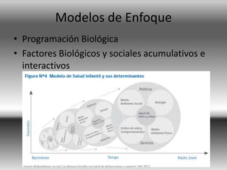 Modelos de Enfoque
• Programación Biológica
• Factores Biológicos y sociales acumulativos e
interactivos
 