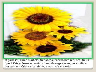 O girassol, como símbolo da páscoa, representa a busca da luz
que é Cristo Jesus e, assim como ele segue o sol, os cristãos
buscam em Cristo o caminho, a verdade e a vida.
 