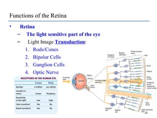 Functions of the Retina
•

Retina
– The light sensitive part of the eye
– Light Image Transduction:
1. Rods/Cones
2. Bipol...