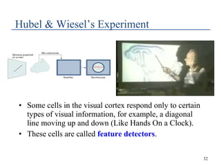 Hubel & Wiesel’s Experiment

• Some cells in the visual cortex respond only to certain
types of visual information, for ex...