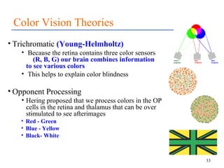 Color Vision Theories
• Trichromatic (Young-Helmholtz)
• Because the retina contains three color sensors
(R, B, G) our bra...