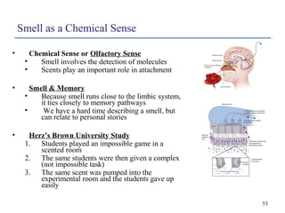 Smell as a Chemical Sense
•

Chemical Sense or Olfactory Sense
•
Smell involves the detection of molecules
•
Scents play a...