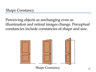 Shape Constancy
Perceiving objects as unchanging even as
illumination and retinal images change. Perceptual
constancies in...