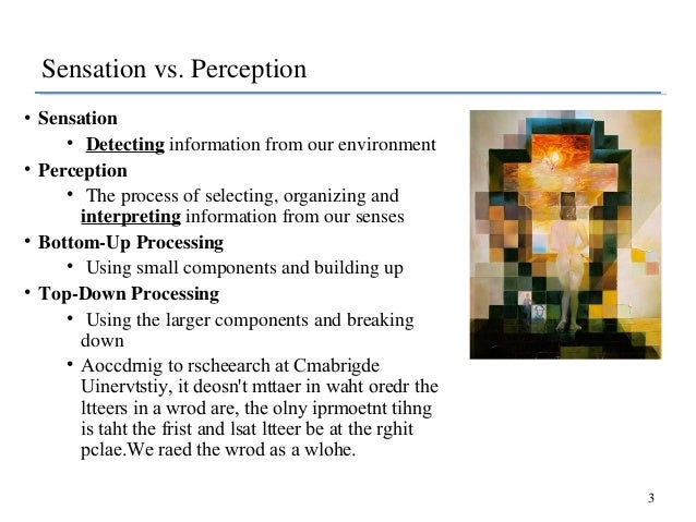 sensation and perception essay questions sensation and perception essay questions