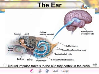 CNS Ignoring Light The Eye Seeing 
Taste/Smell 
Sound The Ear 
Touch/Pain Movement Perception Gestalt Depth cues 
Illusions 
The Ear 
Neural impulse travels to the auditory cortex in the brain. 
 