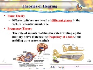 CNS Ignoring Light The Eye Seeing 
Taste/Smell 
Sound The Ear 
Touch/Pain Movement Perception Gestalt Depth cues 
Illusions 
Theories of Hearing 
• Place Theory 
– Different pitches are heard at different places in the 
cochlea’s basilar membrane 
• Frequency Theory 
– The rate of sounds matches the rate traveling up the 
auditory nerve matches the frequency of a tone, thus 
enabling us to sense its pitch 
101 
 