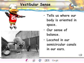 CNS Ignoring Light The Eye Seeing 
Taste/Smell 
Sound The Ear 
Touch/Pain Movement Perception Gestalt Depth cues 
Illusions 
Vestibular Sense 
• Tells us where our 
body is oriented in 
space. 
• Our sense of 
balance. 
• Located in our 
semicircular canals 
in our ears. 
 