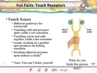 CNS Ignoring Light The Eye Seeing 
Taste/Smell 
What do you 
think this person 
feels? 
Sound The Ear 
Touch/Pain Movement Perception Gestalt Depth cues 
Illusions 
Fun Facts: Touch Receptors 
•Touch Senses 
• Different pathways for 
warm/cold 
• Touching cold and pressure 
spots yields a wet sensation. 
• Touching warm and cold 
together yields a hot sensation 
• Gently stroking of a painful 
spot produces an itching 
sensation 
• Stroking adjacent pressure 
spots induces a tickle* 
* Note: You can’t tickle yourself 
117 
 