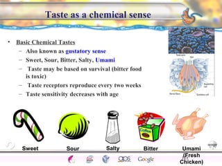 Sweet Sour Salty Bitter Umami 
CNS Ignoring Light The Eye Seeing 
Taste/Smell 
(Fresh 
Chicken) 
Sound The Ear 
Touch/Pain Movement Perception Gestalt Depth cues 
Illusions 
Taste as a chemical sense 
• Basic Chemical Tastes 
– Also known as gustatory sense 
– Sweet, Sour, Bitter, Salty, Umami 
– Taste may be based on survival (bitter food 
is toxic) 
– Taste receptors reproduce every two weeks 
– Taste sensitivity decreases with age 
123 
 