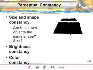 3.8 What are perception and perceptual constancies? 
CNS Ignoring Light The Eye Seeing 
Taste/Smell 
Sound The Ear 
Touch/Pain Movement Perception Gestalt Depth cues 
Illusions 
Perceptual Constancy 
• Size and shape 
constancy 
– Are these two 
objects the 
same shape? 
Size? 
• Brightness 
constancy 
• Color 
constancy 
 