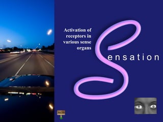 CNS Ignoring Light The Eye Seeing 
Taste/Smell 
e n s a t i o n 
Sound The Ear 
Touch/Pain Movement Perception Gestalt Depth cues 
Illusions 
Activation of 
receptors in 
various sense 
organs 
 