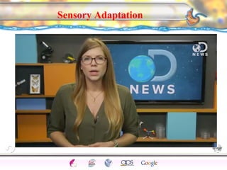 CNS Ignoring Light The Eye Seeing 
Taste/Smell 
Sound The Ear 
Touch/Pain Movement Perception Gestalt Depth cues 
Illusions 
Sensory Adaptation 
 