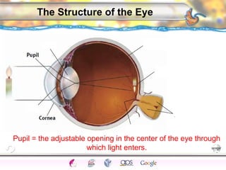 CNS Ignoring Light The Eye Seeing 
Taste/Smell 
Sound The Ear 
Touch/Pain Movement Perception Gestalt Depth cues 
Illusions 
The Structure of the Eye 
Pupil = the adjustable opening in the center of the eye through 
which light enters. 
 