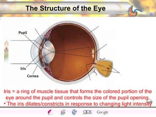 CNS Ignoring Light The Eye Seeing 
Taste/Smell 
Sound The Ear 
Touch/Pain Movement Perception Gestalt Depth cues 
Illusions 
The Structure of the Eye 
Iris = a ring of muscle tissue that forms the colored portion of the 
eye around the pupil and controls the size of the pupil opening. 
• The iris dilates/constricts in response to changing light intensity 
 
