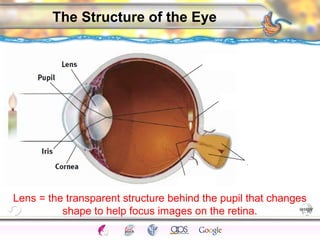CNS Ignoring Light The Eye Seeing 
Taste/Smell 
Sound The Ear 
Touch/Pain Movement Perception Gestalt Depth cues 
Illusions 
The Structure of the Eye 
Lens = the transparent structure behind the pupil that changes 
shape to help focus images on the retina. 
 