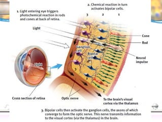 CNS Ignoring Light The Eye Seeing 
Taste/Smell 
Sound The Ear 
Touch/Pain Movement Perception Gestalt Depth cues 
Illusions 
 