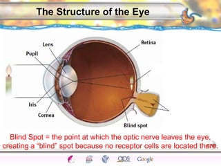 CNS Ignoring Light The Eye Seeing 
Taste/Smell 
Sound The Ear 
Touch/Pain Movement Perception Gestalt Depth cues 
Illusions 
The Structure of the Eye 
Blind Spot = the point at which the optic nerve leaves the eye, 
creating a “blind” spot because no receptor cells are located there. 
 