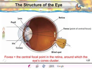 CNS Ignoring Light The Eye Seeing 
Taste/Smell 
Sound The Ear 
Touch/Pain Movement Perception Gestalt Depth cues 
Illusions 
The Structure of the Eye 
Fovea = the central focal point in the retina, around which the 
eye’s cones cluster. 
 