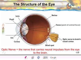 CNS Ignoring Light The Eye Seeing 
Taste/Smell 
Sound The Ear 
Touch/Pain Movement Perception Gestalt Depth cues 
Illusions 
The Structure of the Eye 
Optic Nerve = the nerve that carries neural impulses from the eye 
to the brain. 
 