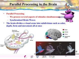CNS Ignoring Light The Eye Seeing 
Taste/Smell 
Sound The Ear 
Touch/Pain Movement Perception Gestalt Depth cues 
Illusions 
Parallel Processing in the Brain 
• Parallel Processing 
– We process several aspects of stimulus simultaneously 
– Synchronized Brain Waves 
• The brain divides a visual scene into subdivisions such as color, 
depth, form and movement all at once 
55 
 