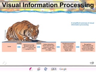 Visual Information Processing 
CNS Ignoring Light The Eye Seeing 
Taste/Smell 
Sound The Ear 
Touch/Pain Movement Perception Gestalt Depth cues 
Illusions 
 