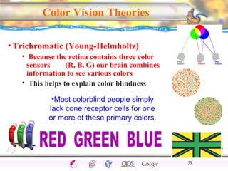CNS Ignoring Light The Eye Seeing 
Taste/Smell 
Sound The Ear 
Touch/Pain Movement Perception Gestalt Depth cues 
Illusions 
Color Vision Theories 
•Trichromatic (Young-Helmholtz) 
• Because the retina contains three color 
sensors (R, B, G) our brain combines 
information to see various colors 
• This helps to explain color blindness 
59 
•Most colorblind people simply 
lack cone receptor cells for one 
or more of these primary colors. 
 