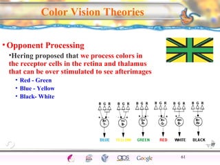 CNS Ignoring Light The Eye Seeing 
Taste/Smell 
Sound The Ear 
Touch/Pain Movement Perception Gestalt Depth cues 
Illusions 
Color Vision Theories 
•Opponent Processing 
•Hering proposed that we process colors in 
the receptor cells in the retina and thalamus 
that can be over stimulated to see afterimages 
• Red - Green 
• Blue - Yellow 
• Black- White 
61 
 