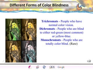 Trichromats - People who have 
CNS Ignoring Light The Eye Seeing 
Taste/Smell 
Sound The Ear 
Touch/Pain Movement Perception Gestalt Depth cues 
Illusions 
Different Forms of Color Blindness 
73 
normal color vision. 
Dichromats - People who are blind 
to either red-green (most common) 
or yellow-blue. 
Monochromats - People who are 
totally color blind. (Rare) 
 
