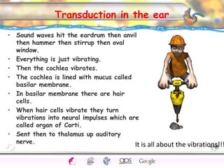 CNS Ignoring Light The Eye Seeing 
Taste/Smell 
Sound The Ear 
Touch/Pain Movement Perception Gestalt Depth cues 
Illusions 
Transduction in the ear 
• Sound waves hit the eardrum then anvil 
then hammer then stirrup then oval 
window. 
• Everything is just vibrating. 
• Then the cochlea vibrates. 
• The cochlea is lined with mucus called 
basilar membrane. 
• In basilar membrane there are hair 
cells. 
• When hair cells vibrate they turn 
vibrations into neural impulses which are 
called organ of Corti. 
• Sent then to thalamus up auditory 
nerve. It is all about the vibrations!!! 
 