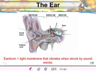 CNS Ignoring Light The Eye Seeing 
Taste/Smell 
Sound The Ear 
Touch/Pain Movement Perception Gestalt Depth cues 
Illusions 
The Ear 
Eardrum = tight membrane that vibrates when struck by sound 
waves. 
 