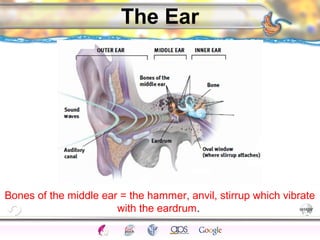 CNS Ignoring Light The Eye Seeing 
Taste/Smell 
Sound The Ear 
Touch/Pain Movement Perception Gestalt Depth cues 
Illusions 
The Ear 
Bones of the middle ear = the hammer, anvil, stirrup which vibrate 
with the eardrum. 
 