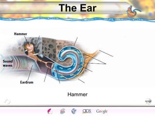 CNS Ignoring Light The Eye Seeing 
Taste/Smell 
Sound The Ear 
Touch/Pain Movement Perception Gestalt Depth cues 
Illusions 
The Ear 
Hammer 
 