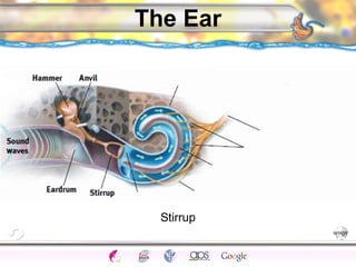 CNS Ignoring Light The Eye Seeing 
Taste/Smell 
Sound The Ear 
Touch/Pain Movement Perception Gestalt Depth cues 
Illusions 
The Ear 
Stirrup 
 