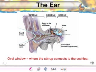 CNS Ignoring Light The Eye Seeing 
Taste/Smell 
Sound The Ear 
Touch/Pain Movement Perception Gestalt Depth cues 
Illusions 
The Ear 
Oval window = where the stirrup connects to the cochlea. 
 
