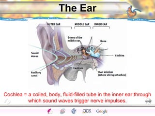 CNS Ignoring Light The Eye Seeing 
Taste/Smell 
Sound The Ear 
Touch/Pain Movement Perception Gestalt Depth cues 
Illusions 
The Ear 
Cochlea = a coiled, body, fluid-filled tube in the inner ear through 
which sound waves trigger nerve impulses. 
 