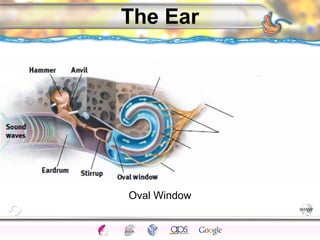 CNS Ignoring Light The Eye Seeing 
Taste/Smell 
Sound The Ear 
Touch/Pain Movement Perception Gestalt Depth cues 
Illusions 
The Ear 
Oval Window 
 