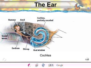 CNS Ignoring Light The Eye Seeing 
Taste/Smell 
Sound The Ear 
Touch/Pain Movement Perception Gestalt Depth cues 
Illusions 
The Ear 
Cochlea 
 