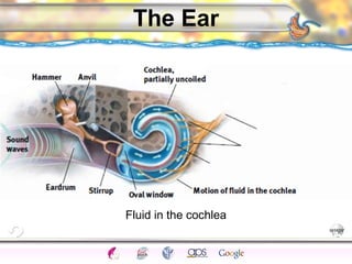 CNS Ignoring Light The Eye Seeing 
Taste/Smell 
Sound The Ear 
Touch/Pain Movement Perception Gestalt Depth cues 
Illusions 
The Ear 
Fluid in the cochlea 
 