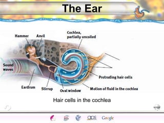 CNS Ignoring Light The Eye Seeing 
Taste/Smell 
Sound The Ear 
Touch/Pain Movement Perception Gestalt Depth cues 
Illusions 
The Ear 
Hair cells in the cochlea 
 