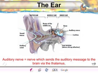 CNS Ignoring Light The Eye Seeing 
Taste/Smell 
Sound The Ear 
Touch/Pain Movement Perception Gestalt Depth cues 
Illusions 
The Ear 
Auditory nerve = nerve which sends the auditory message to the 
brain via the thalamus. 
 