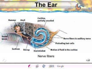 CNS Ignoring Light The Eye Seeing 
Taste/Smell 
Sound The Ear 
Touch/Pain Movement Perception Gestalt Depth cues 
Illusions 
The Ear 
Nerve fibers 
 