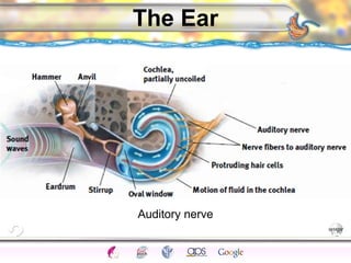 CNS Ignoring Light The Eye Seeing 
Taste/Smell 
Sound The Ear 
Touch/Pain Movement Perception Gestalt Depth cues 
Illusions 
The Ear 
Auditory nerve 
 